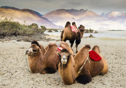 Leh Ladakh Adventure Tour from Amritsar