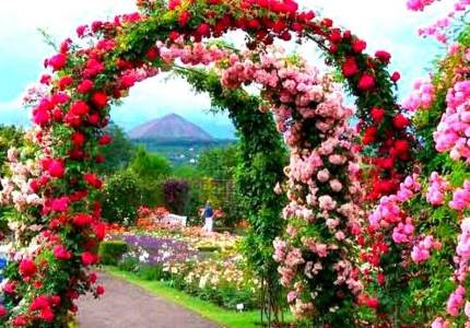 Chandigarh & Shimla Tour from Amritsar