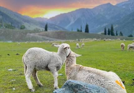 Best of Kashmir from Amritsar | Gulmarg, Sonmarg & Pahalgam Tour